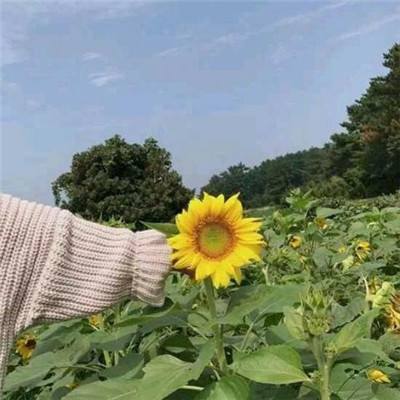 红名村传说手游(暂未上线)v1.1.0 安卓版